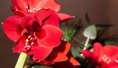 amaryllis artikel