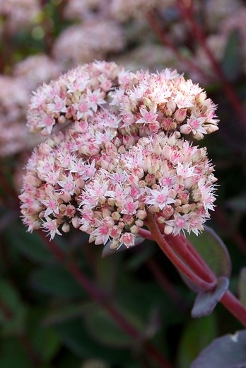 bloem6