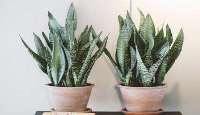 botanica artikel