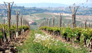chianti