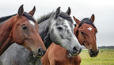 dierenleed artikel