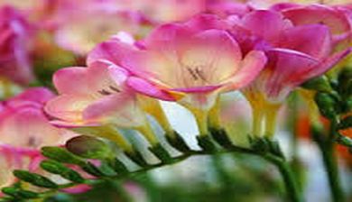 freesia artikel