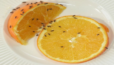 fruitvlieg artikel
