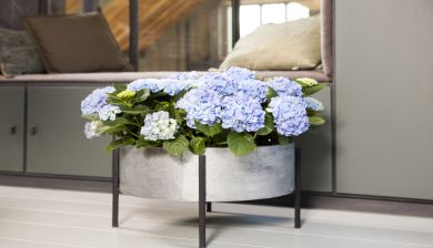 hortensia3