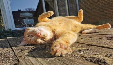 vervelingkat artikel
