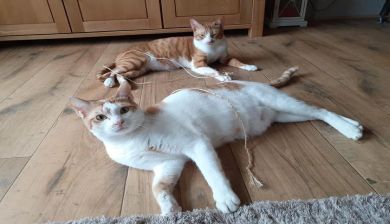 kattenhater artikel