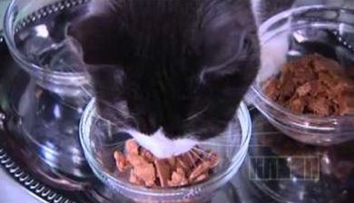 kattenvoer2