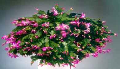 Schlumbergera artikel