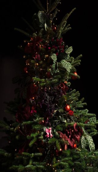 kerstplant
