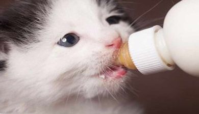kittenmelk artikel