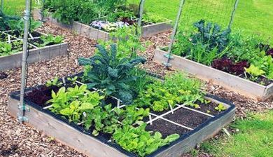 moestuin2