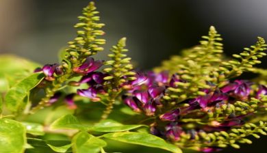 nazomertuin5