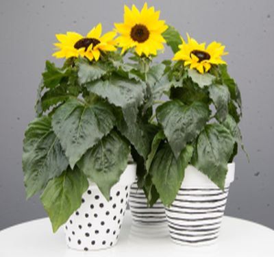 pot