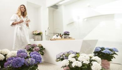 thuiswellness artikel