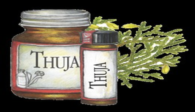 thuja cindy
