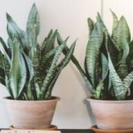 Botanica erotica
