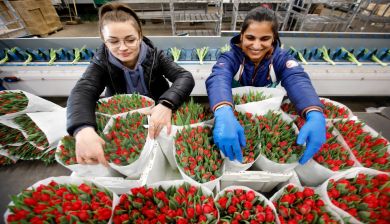 tulpenkweker artikel